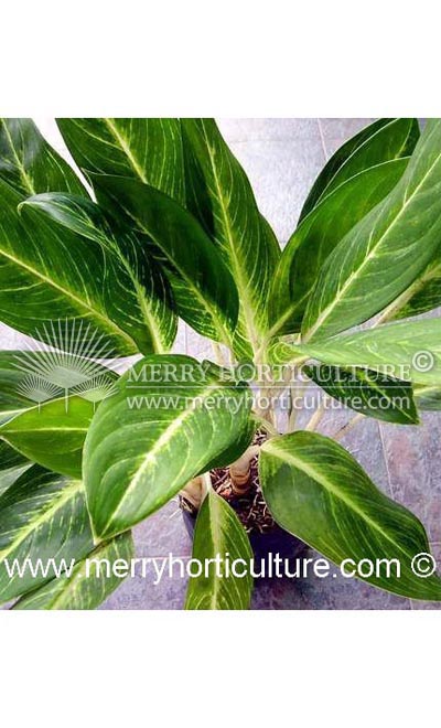 Aglaonema siam king